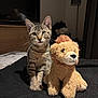 animal, bed, blanket, cat, cozy, curious, ears, eyes, fur, furniture, indoor, kitten, lion, pet, plush_toy, sitting, stuffed_animal, tabby, television, whiskers