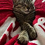 animal, blanket, cat, comfort, cozy, cute, feline, fur, indoors, paws, pet, red, relaxed, resting, sleep, sleeping, soft, tabby, warm, white