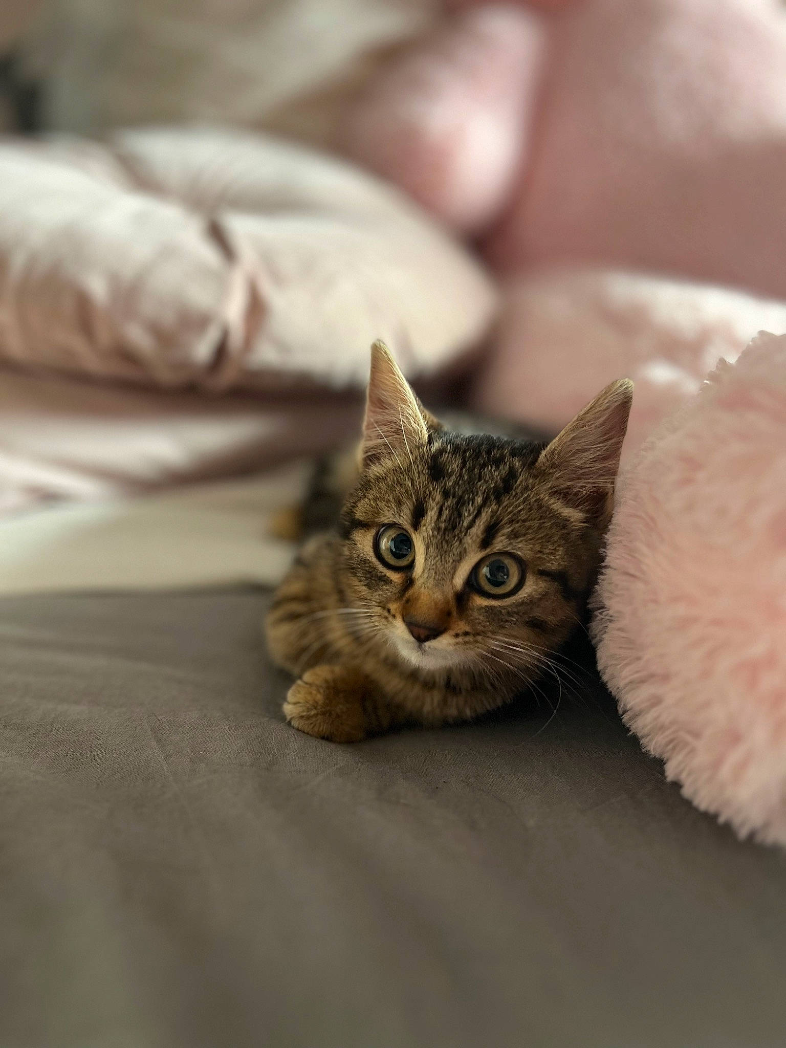 Twix a rejoint le concours — aidez-le/la à gagner de superbes lots ! carnivore, cat, claw, comfort, domestic_short_haired_cat, eye, felidae, fur, grey, paw, sitting, small_to_medium_sized_cats, terrestrial_animal, tree, whiskers, wildlife, wood