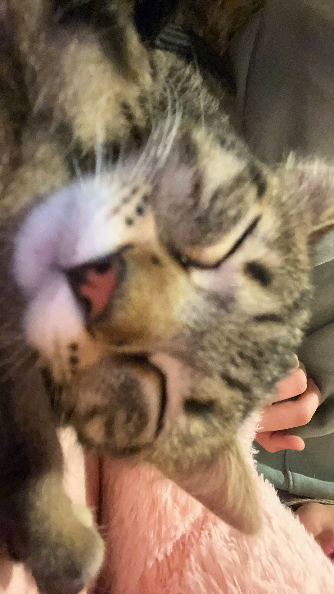 Twix participe au concours pour gagner de l'argent avec cette photo : carnivore, cat, claw, comfort, domestic_short_haired_cat, felidae, fur, nap, paw, sleep, small_to_medium_sized_cats, snout, terrestrial_animal, whiskers, wildlife