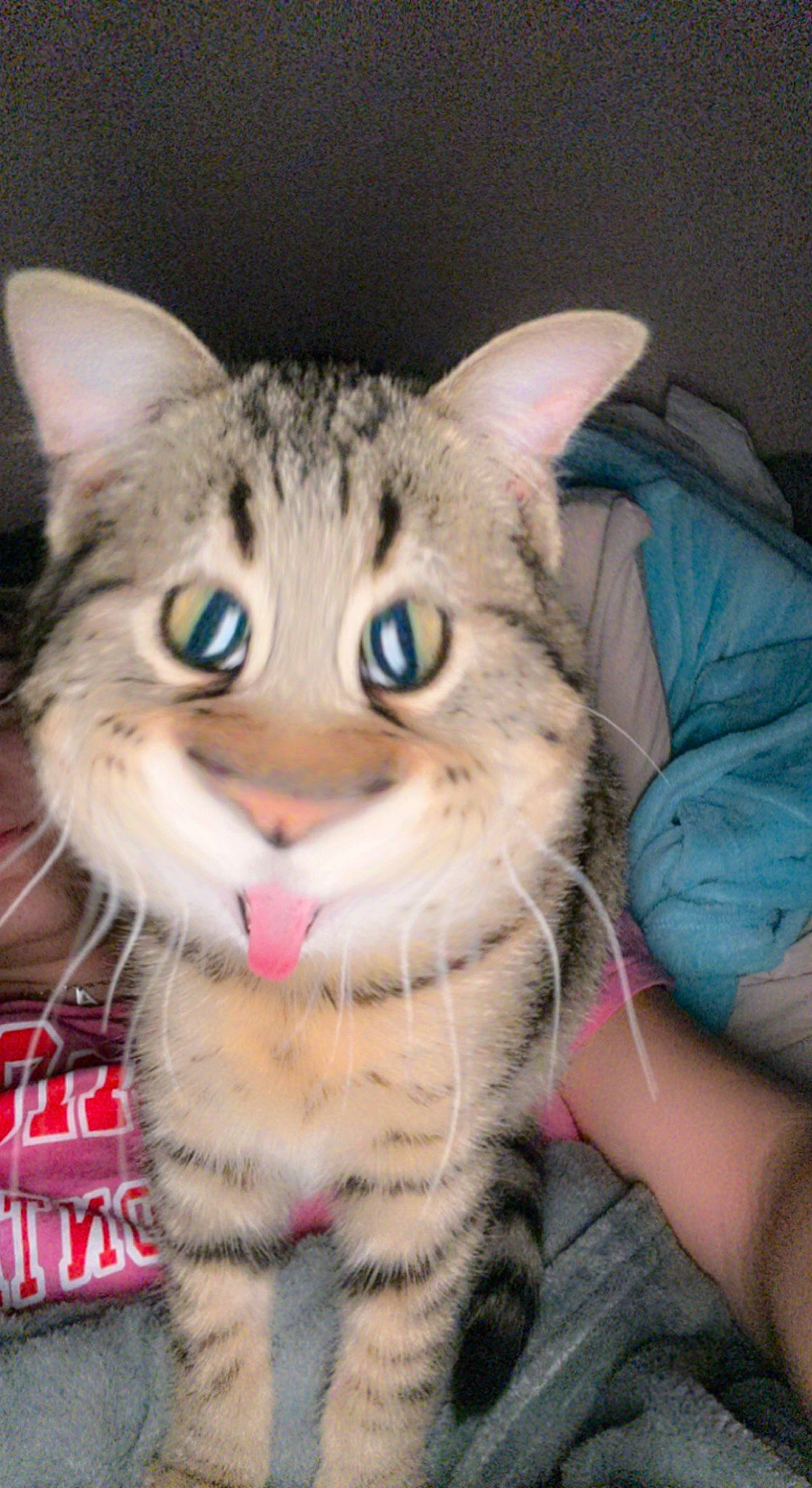 Twix participe au concours pour gagner de l'argent avec cette photo : carnivore, cat, domestic_short_haired_cat, eye, felidae, fur, head, iris, paw, sitting, small_to_medium_sized_cats, snout, terrestrial_animal, whiskers