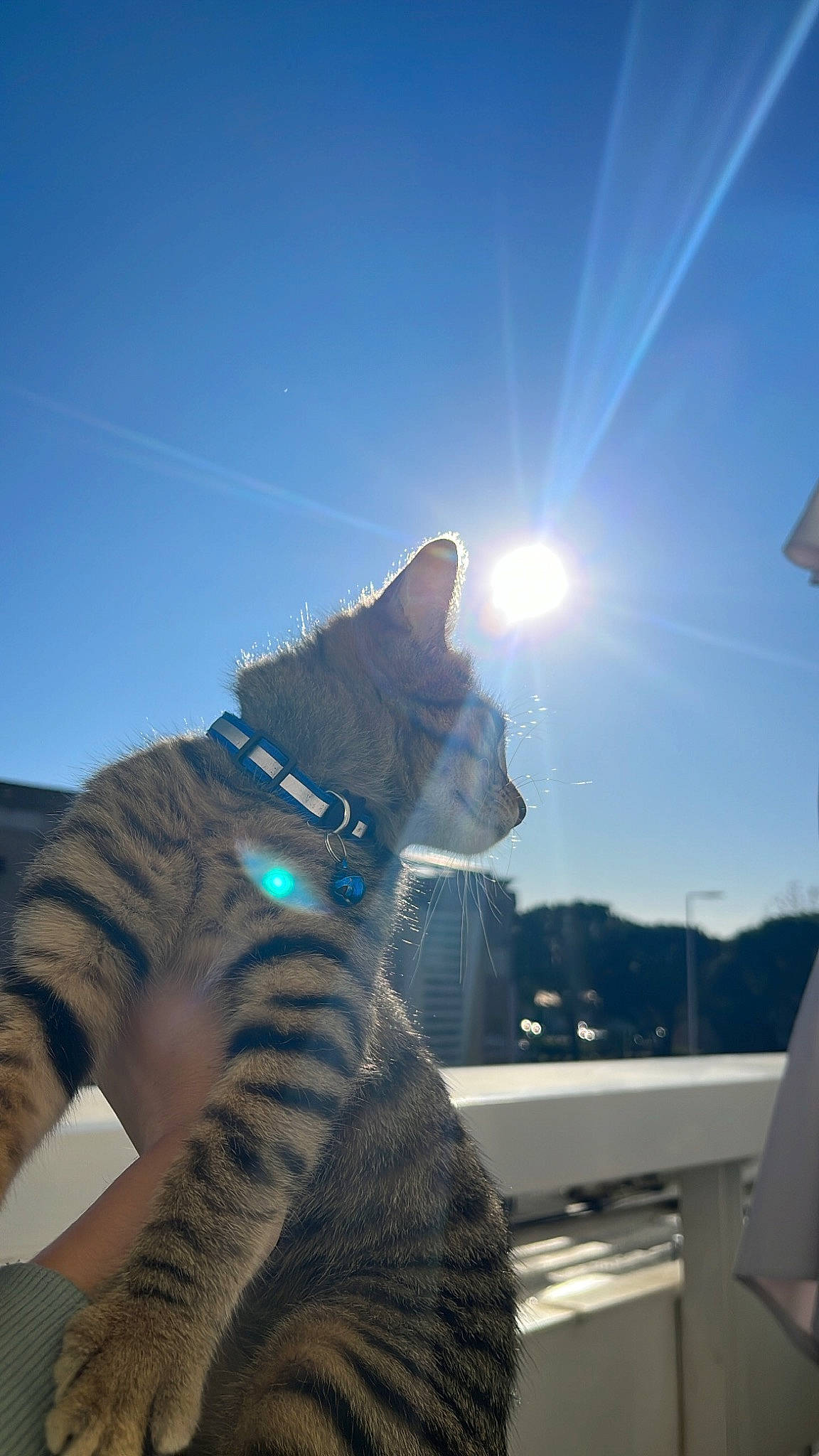 Twix participe au concours pour gagner de l'argent avec cette photo : carnivore, cat, domestic_short_haired_cat, electric_blue, felidae, fur, lens_flare, paw, roof, sitting, sky, small_to_medium_sized_cats, snout, sunlight, tail, terrestrial_animal, vertebrate, whiskers, window, winter