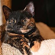 Xzarah is registered to the contest to win money with this photo: animal, cat, close_up, cozy, curious, cute, domestic_animal, ears, feline, fur, indoor, paws, pet, portrait, relaxed, resting, soft_lighting, texture, tortoiseshell_cat, whiskers