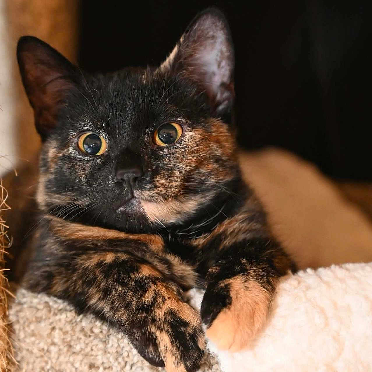 Xzarah is registered to the contest to win money with this photo: animal, cat, close_up, cozy, curious, cute, domestic_animal, ears, feline, fur, indoor, paws, pet, portrait, relaxed, resting, soft_lighting, texture, tortoiseshell_cat, whiskers