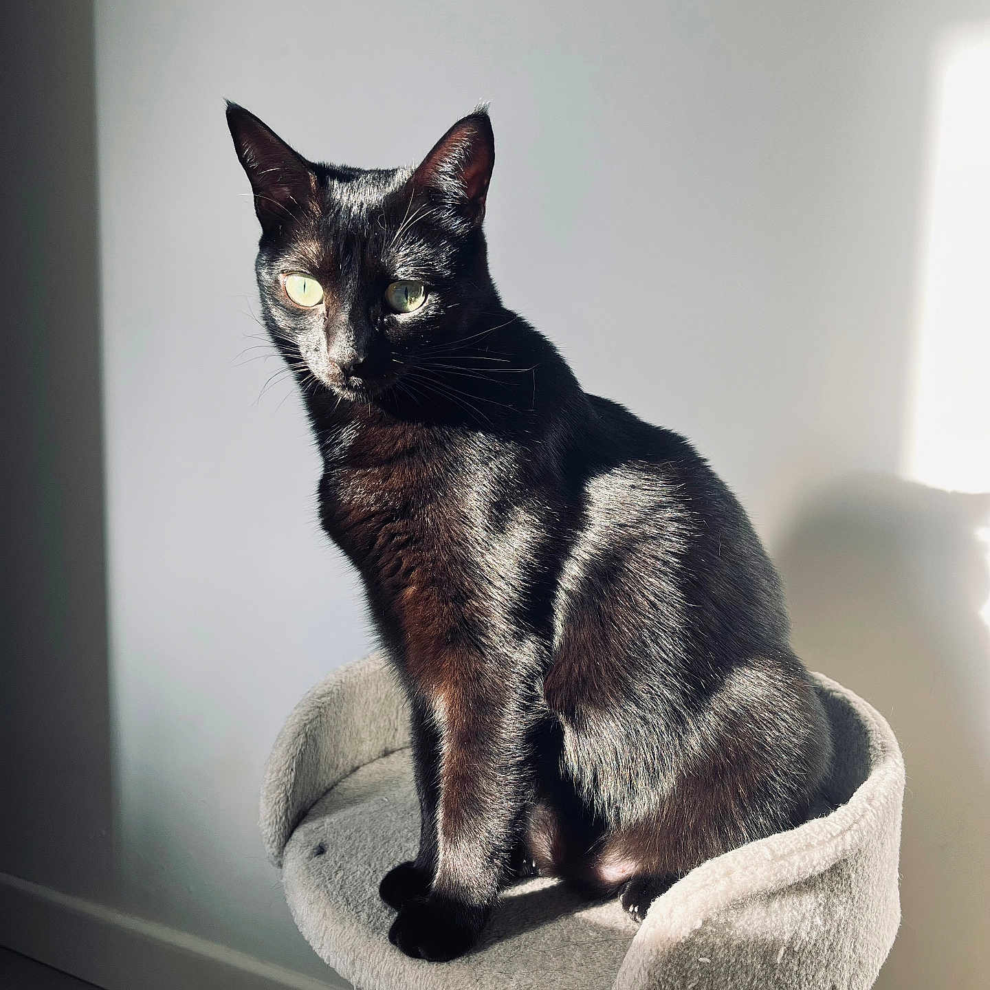 Trixie participe au concours pour gagner de l'argent avec cette photo : abyssinian, animal, armchair, blackcat, cat, chair, egyptiancat, furniture, kitten, manx, pet