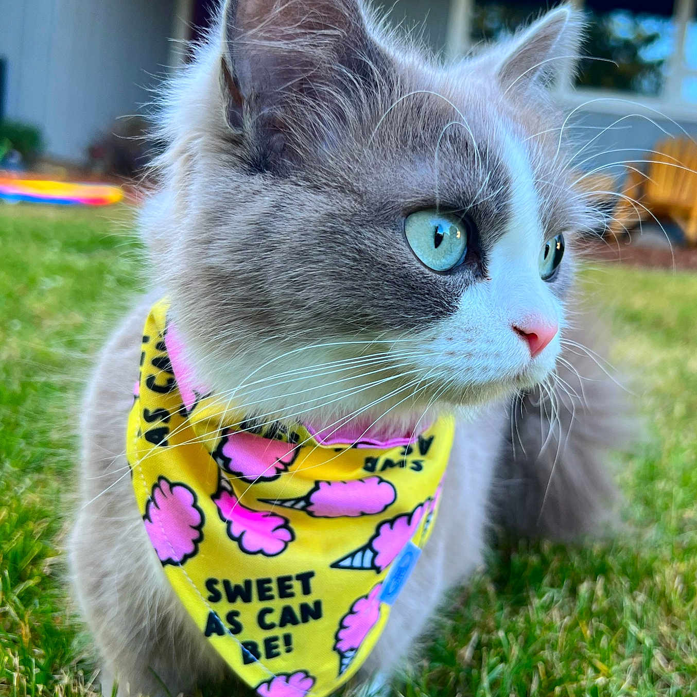 Maggie Moo