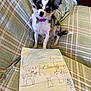 animal, chihuahua, child_art, cozy, crayon_drawing, curious, cute, dog, drawing, ears, green, home, indoor, paper, pet, plaid_couch, purple_collar, sitting, small_dog, yellow