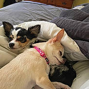 Klhoé is registered to the contest to win money with this photo: dog, chihuahua, bed, blanket, snuggling, resting, pink_collar, indoor, furniture, wooden_dresser, television, cozy, pet, animal, sleeping, cute, small_dog, ears, fur, relaxed