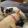 animal, bed, blanket, chihuahua, cozy, cute, dog, ears, fur, furniture, indoor, pet, pink_collar, relaxed, resting, sleeping, small_dog, snuggling, television, wooden_dresser