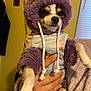 Klhoé joined the competition — help win amazing prizes! dog, puppy, clothing, hoodie, purple, hand, indoor, pet, cute, furry, small_dog, animal, warm_lighting, holding, cozy, portrait, window_blinds, wall_decoration, fabric, sitting