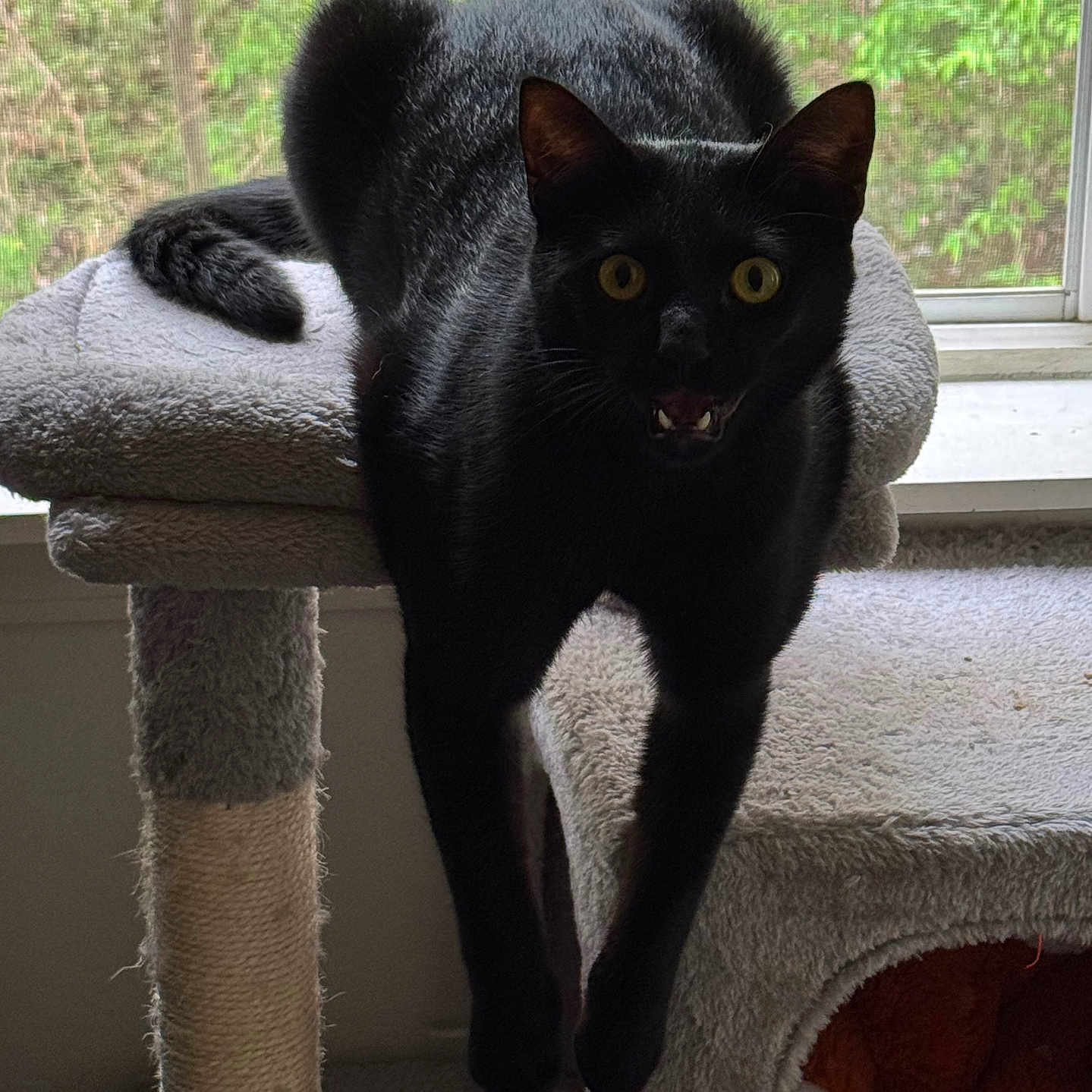 Salem joined the competition — help win amazing prizes! animal, black_cat, cat, cat_tree, claws, curious, feline, fur, home, indoor, looking, mammal, natural_light, pet, playful, resting, scratching_post, whiskers, window, yellow_eyes