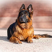 Oups a rejoint le concours — aidez-le/la à gagner de superbes lots ! alert, animal, canine, companion, dog, ears, fur, german_shepherd, gravel, lying_down, muzzle, nature, outdoor, paw, pet, portrait, resting, sunlight, tail, watchful
