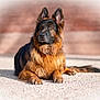 alert, animal, canine, companion, dog, ears, fur, german_shepherd, gravel, lying_down, muzzle, nature, outdoor, paw, pet, portrait, resting, sunlight, tail, watchful