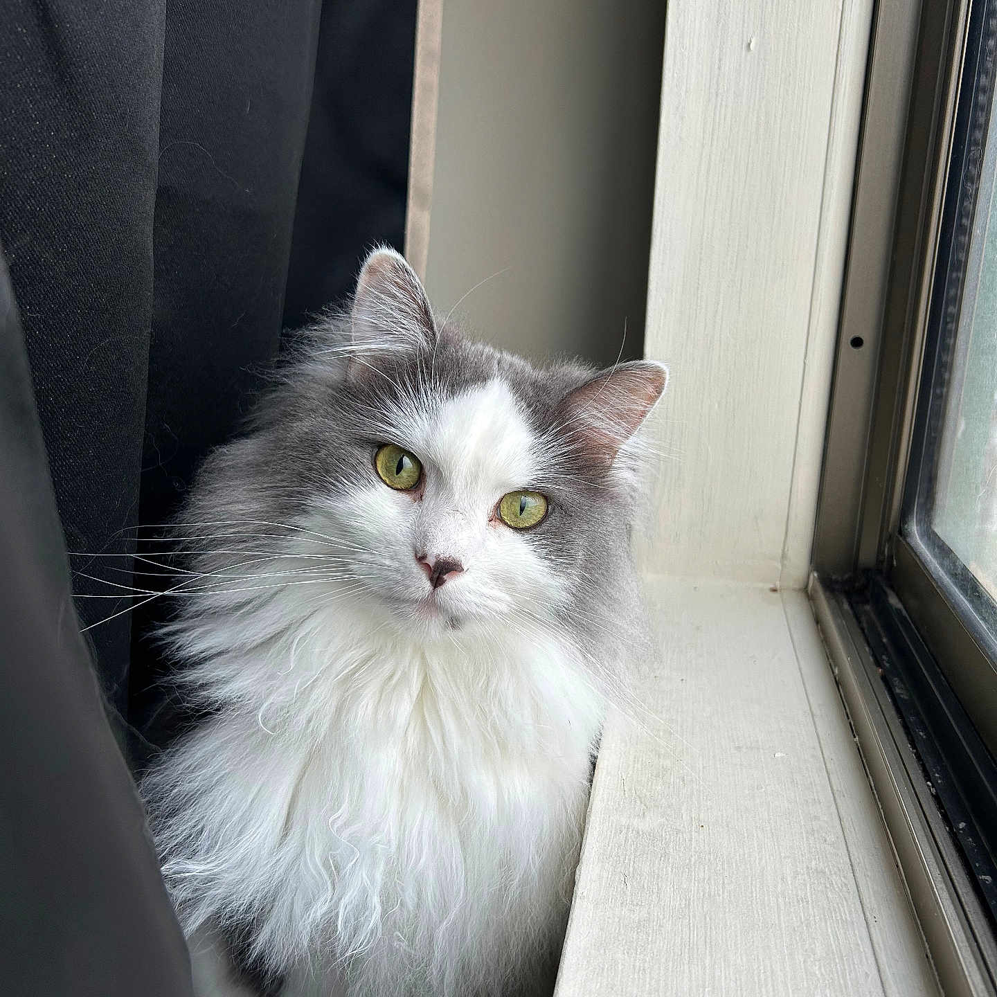 Gizmo joined the competition — help win amazing prizes! cat, fluffy, white, gray, curtain, window, windowsill, yellow_eyes, pet, animal, indoor, fur, whiskers, portrait, looking, soft_light, cozy, cute, domestic_cat, relaxed