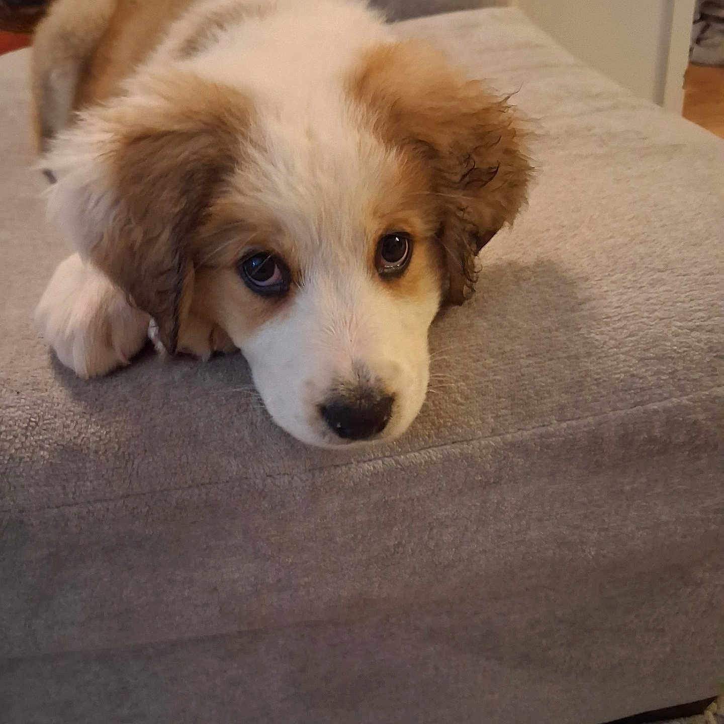 Charli Aka Lil Girl joined the competition — help win amazing prizes! puppy, dog, lying_down, indoor, couch, soft_texture, brown_and_white, close_up, young_dog, cute, pet, fur, ears, face, resting, looking, carpet, cozy, home, animal