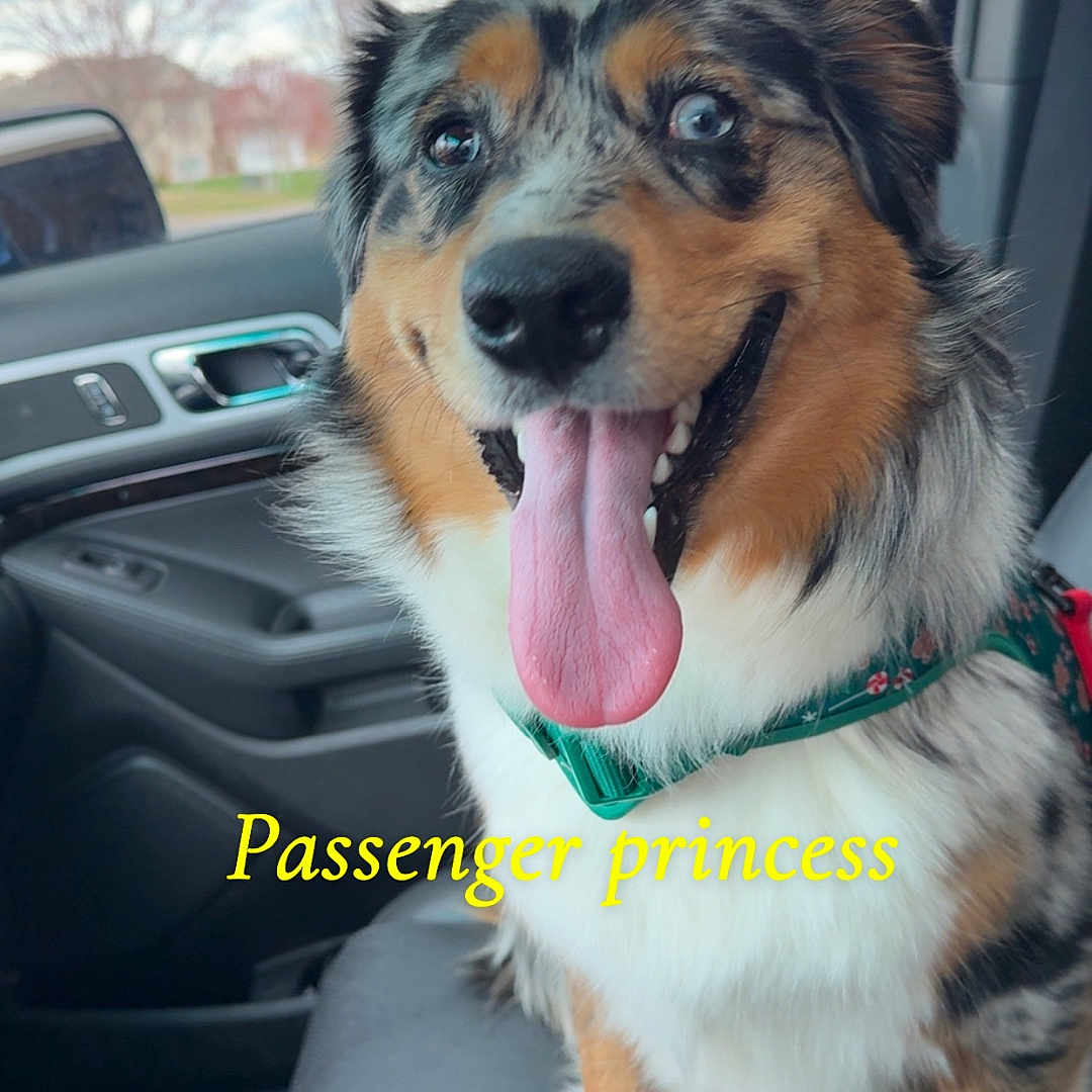 Blue joined the competition — help win amazing prizes! accessories, alloywheel, animal, belt, canine, car, carwheel, cushion, dog, homedecor, hound, machine, pet, puppy, spoke, strap, tire, transportation, vehicle, wheel