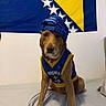 Mamacita joined the competition — help win amazing prizes! dog, pet, animal, bed, flag, clothing, hat, blue, yellow, indoor, portrait, sitting, canine, domestic_animal, fan, sportswear, bosnia, herzegovina, casual, cute