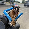 dog, goggles, helmet, basket, blue_pool_noodles, scooter, outdoor, street, parking_lot, vehicle, pet, brown_dog, crossed_paws, relaxed, daytime, accessory, transportation, animal, funny, casual