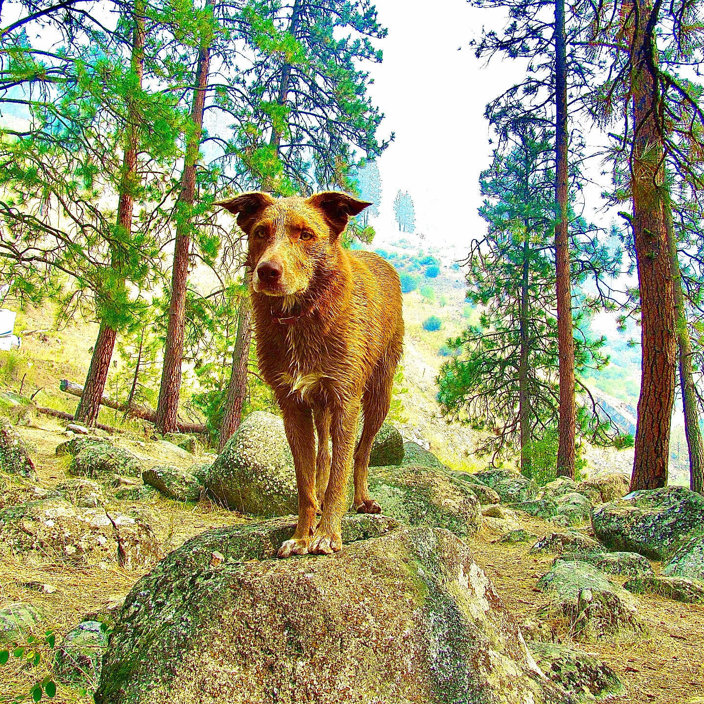 Mamacita is registered to the contest to win money with this photo: airedale, animal, canine, car, dog, grove, jungle, land, nature, outdoors, pet, plant, rainforest, scenery, transportation, tree, treetrunk, vegetation, vehicle, woodland