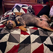 Stewart joined the competition — help win amazing prizes! dog, bed, blanket, pillow, indoor, furniture, resting, sleeping, canine, pet, relaxed, comfort, living_room, wooden_furniture, television, patterned_bedding, brown_dog, domestic_animal, sleep, cozy