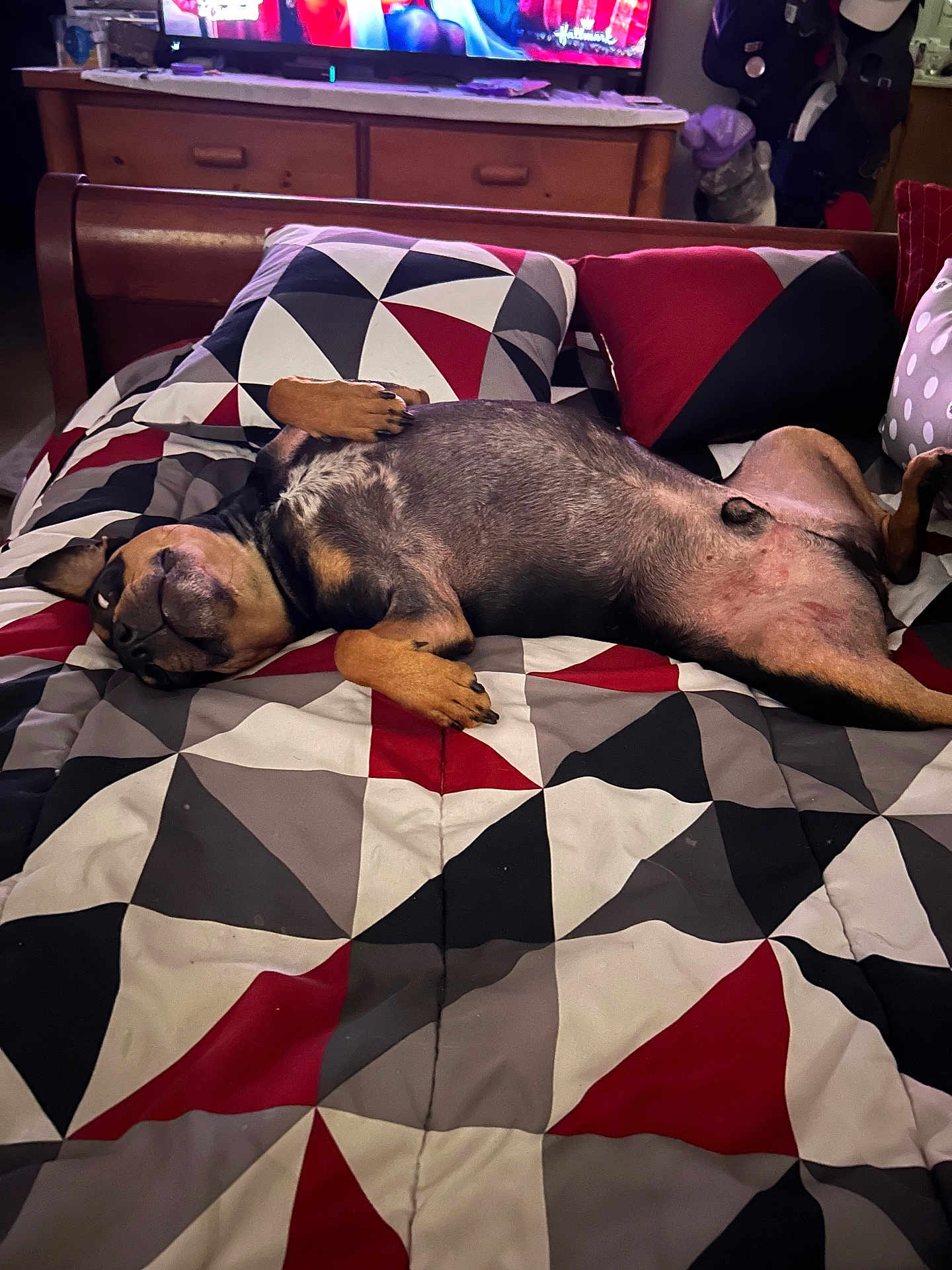 Stewart joined the competition — help win amazing prizes! dog, bed, blanket, pillow, indoor, furniture, resting, sleeping, canine, pet, relaxed, comfort, living_room, wooden_furniture, television, patterned_bedding, brown_dog, domestic_animal, sleep, cozy