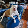 Molly joined the competition — help win amazing prizes! dog, indoor, living_room, armchair, furniture, wooden_floor, rug, table, tablecloth, cabinet, relaxed, pet, brown_and_white, domestic_animal, home, chair, decor, cozy, resting, canine