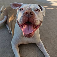 Molly is registered to the contest to win money with this photo: dog, canine, pet, animal, smiling, tongue_out, happy, outdoor, laying_down, white_and_brown, ears, close_up, face, nose, paw, friendly, cute, sunlight, shadow, concrete