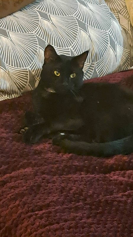 Batman is registered to the contest to win money with this photo: black_cat, bombay, brown, carnivore, cat, cat_supply, comfort, domestic_short_haired_cat, felidae, fur, grey, plant, sitting, small_to_medium_sized_cats, snout, tail, terrestrial_animal, tints_and_shades, whiskers, wood