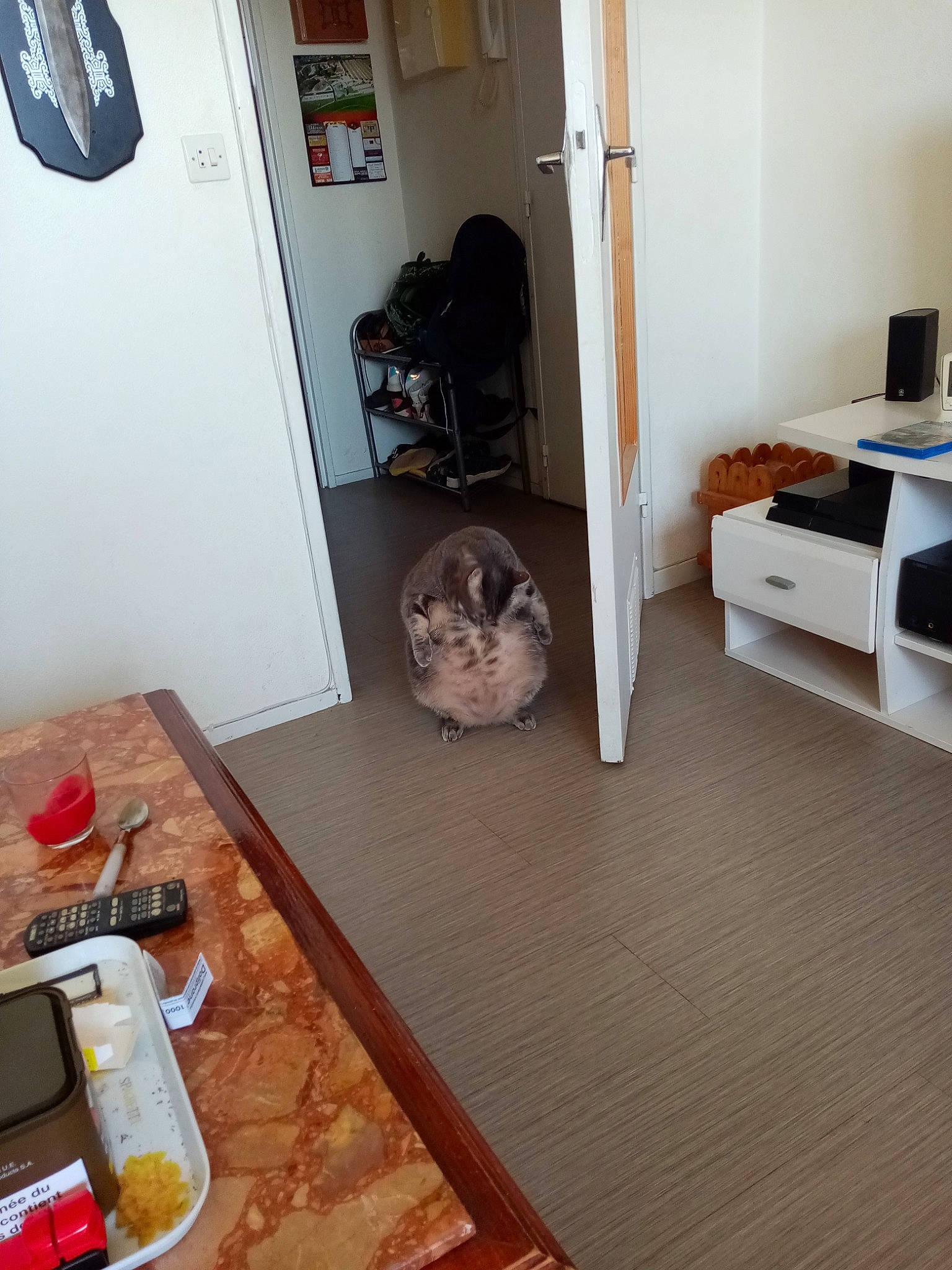 Grizilly participe au concours pour gagner de l'argent avec cette photo : canidae, cat, companion_dog, door, felidae, floor, flooring, furniture, hardwood, home, house, interior_design, laminate_flooring, living_room, room, small_to_medium_sized_cats, tile, wood, wood_flooring