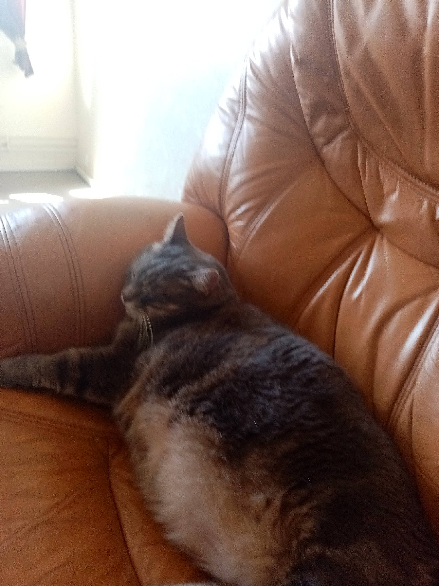 Grizilly participe au concours pour gagner de l'argent avec cette photo : carnivore, cat, comfort, couch, ear, felidae, floor, fur, furniture, hardwood, nap, norwegian_forest_cat, small_to_medium_sized_cats, tail, whiskers, wood