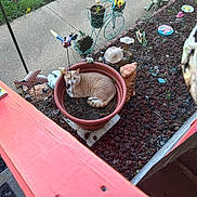 Hotdog is registered to the contest to win money with this photo: animal, brown_cat, cat, colorful, daylight, decorations, flower_pot, garden, nature, ornaments, outdoor, pet, pinwheels, plants, relaxing, resting, rock_garden, sidewalk, spring, statues