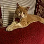 Hotdog is registered to the contest to win money with this photo: animal, beige_cat, blinds, cat, collar, cozy, curtain, cute, domestic_cat, feline, fur, furniture, home, indoor, pet_tag, red_couch, relaxed, resting, sleepy, white_paws
