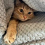Maggie joined the competition — help win amazing prizes! cat, ginger_cat, paw, blanket, texture, cozy, curious, whiskers, fur, closeup, indoor, cute, pets, animal, resting, snuggle, soft, warm, relaxed, hidden