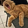 cat, chair, cozy, feline, fluffy, fur, furniture, home, indoor, mammal, mouth_open, orange_cat, paws, pet, relaxing, resting, tile_floor, tongue, whiskers, yawning