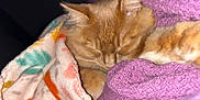 Maggie joined the competition — help win amazing prizes! cat, orange_cat, sleeping, blanket, purple_towel, cozy, nap, feline, pet, fur, indoor, resting, closeup, whiskers, cute, soft, comfort, warm, animal, domestic