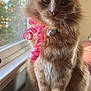 cat, orange_cat, fluffy_fur, ribbon, pink_ribbon, window, natural_light, whiskers, indoor, wooden_surface, pet, curious, sitting, closeup, feline, domestic_animal, cute, portrait, animal, cozy
