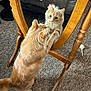 Maggie is registered to the contest to win money with this photo: cat, orange_cat, mirror, reflection, wooden_frame, carpet, yarn_ball, toy, indoor, feline, curious, pet, home, furniture, standing, paws, fluffy, looking, closeup, cozy