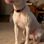 Brinkley joined the competition — help win amazing prizes! animal, canine, carpet, closeup, collar, companion, cute, dog, domestic, ears, expression, fur, indoor, licking, mammal, paw, pet, playful, sitting, tongue