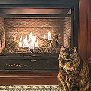 Cali is registered to the contest to win money with this photo: cat, cozy, eyes, fireplace, flames, fur, hearth, indoor, logs, lounge, mantel, mesh_screen, metal_grille, pet, portrait, rug, sitting, tortoiseshell_cat, warmth, wood_paneling