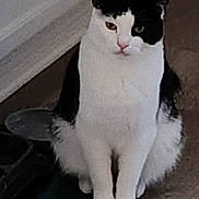 Oreo joined the competition — help win amazing prizes! cat, black_and_white, sitting, indoor, floor, wooden_floor, pet, animal, fur, whiskers, ears, eyes, tail, home, quiet, resting, domestic, feline, curious, alert