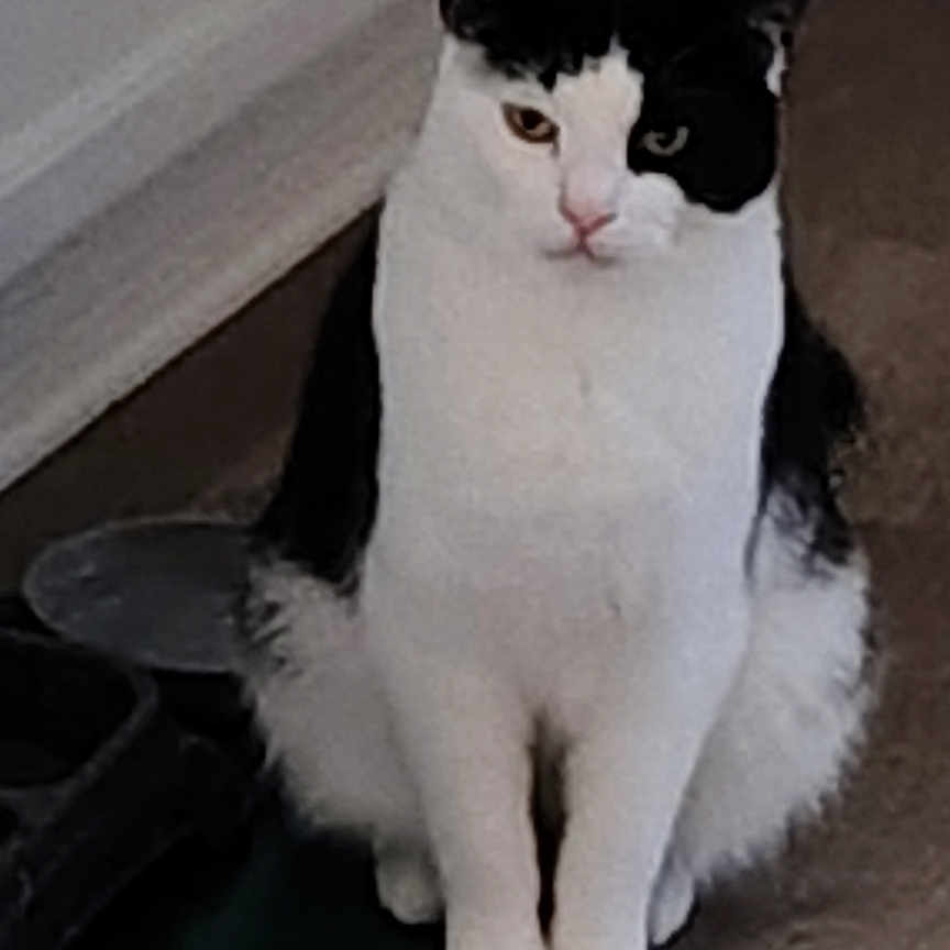 Oreo joined the competition — help win amazing prizes! alert, animal, black_and_white, cat, curious, domestic, ears, eyes, feline, floor, fur, home, indoor, pet, quiet, resting, sitting, tail, whiskers, wooden_floor