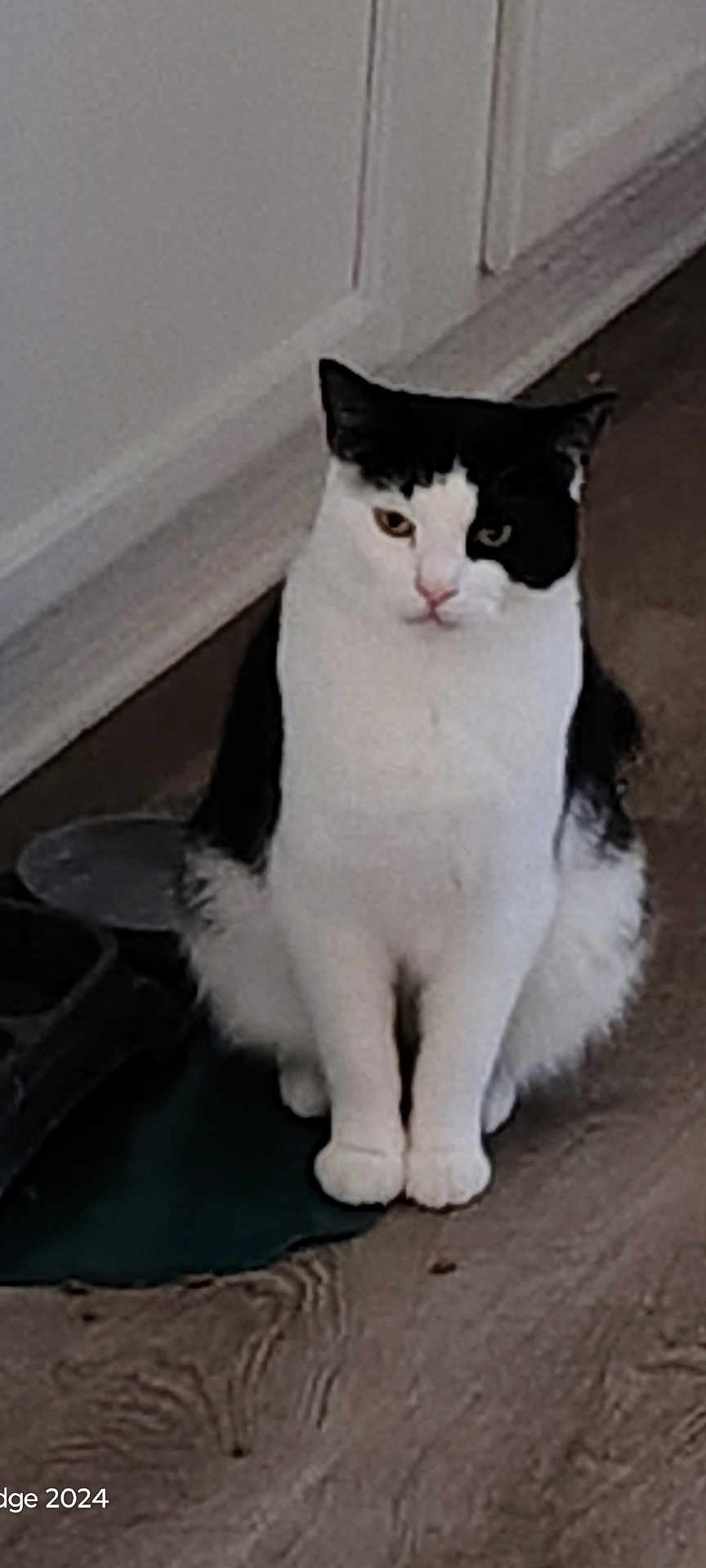 Oreo joined the competition — help win amazing prizes! cat, black_and_white, sitting, indoor, floor, wooden_floor, pet, animal, fur, whiskers, ears, eyes, tail, home, quiet, resting, domestic, feline, curious, alert