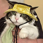 Richard Parker joined the competition — help win amazing prizes! animal, calm, cat, close_up, costume, cute, fashion, green_scarf, hand, indoor, person, pet, pink_nose, portrait, scarf, tabby_cat, unimpressed, whiskers, white_fur, yellow_hat