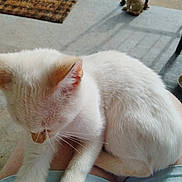 Snowball joined the competition — help win amazing prizes! animal, casual, cat, concrete_floor, cream_colored, decorative_dog_statue, fur, home, lap, legs, outdoor, paws, pet, porch, relaxing, shadow, shorts, sunlight, welcome_mat, whiskers