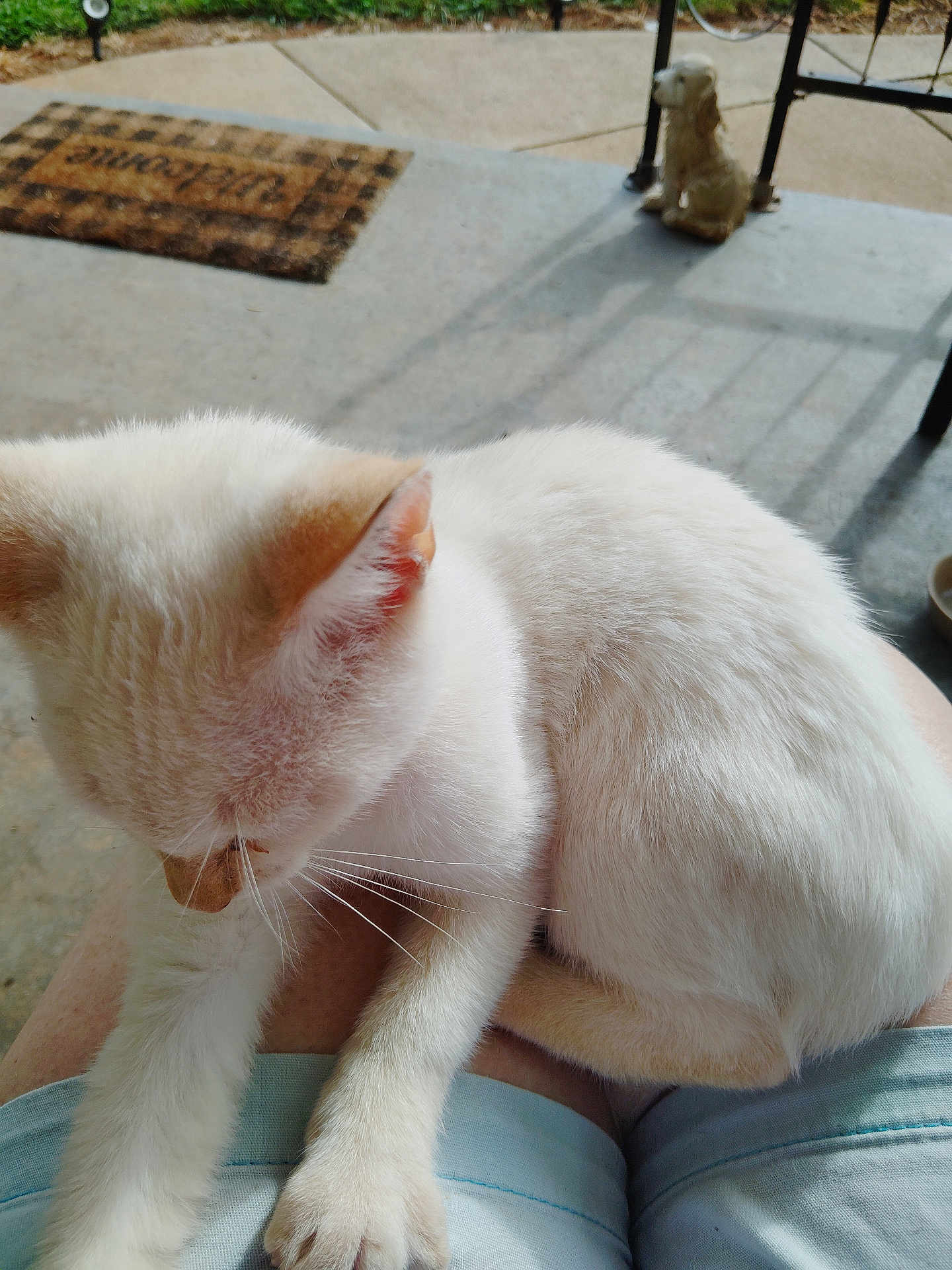 Snowball