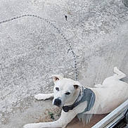 Ghost joined the competition — help win amazing prizes! dog, white_dog, lying_down, concrete, patio, outdoor, glass_door, harness, chain, grass, curious, pet, animal, canine, resting, daytime, looking_up, sidewalk, ground, quiet