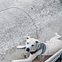 dog, white_dog, lying_down, concrete, patio, outdoor, glass_door, harness, chain, grass, curious, pet, animal, canine, resting, daytime, looking_up, sidewalk, ground, quiet