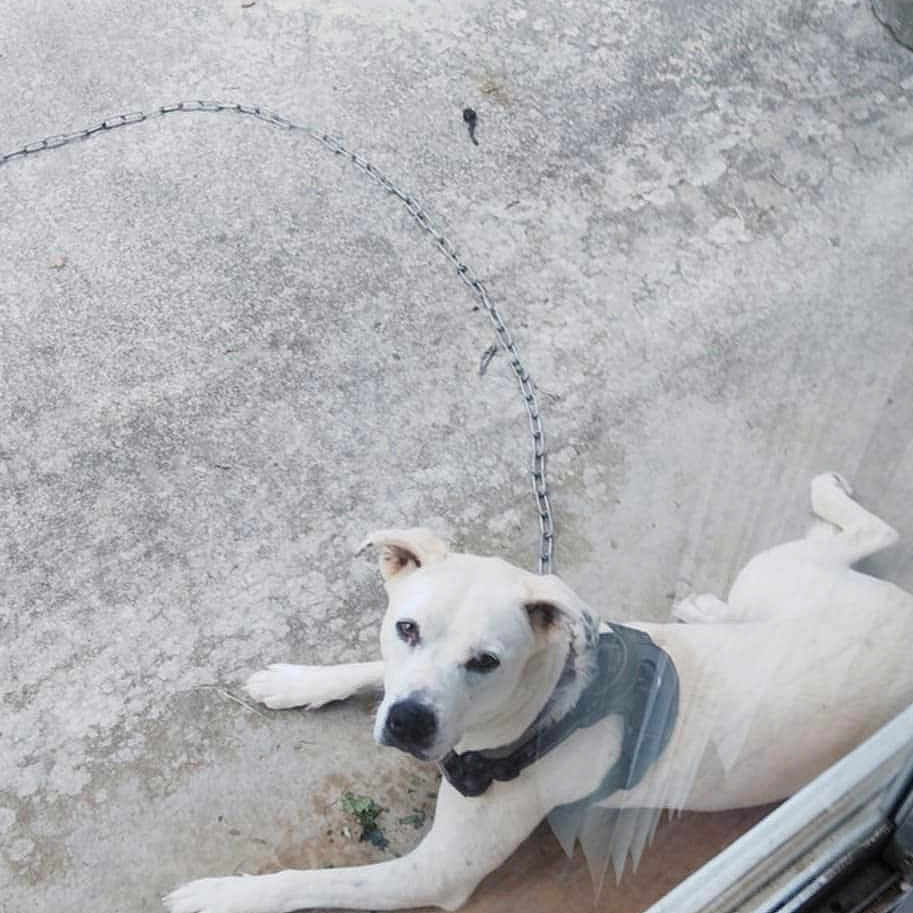Ghost joined the competition — help win amazing prizes! animal, canine, chain, concrete, curious, daytime, dog, glass_door, grass, ground, harness, looking_up, lying_down, outdoor, patio, pet, quiet, resting, sidewalk, white_dog
