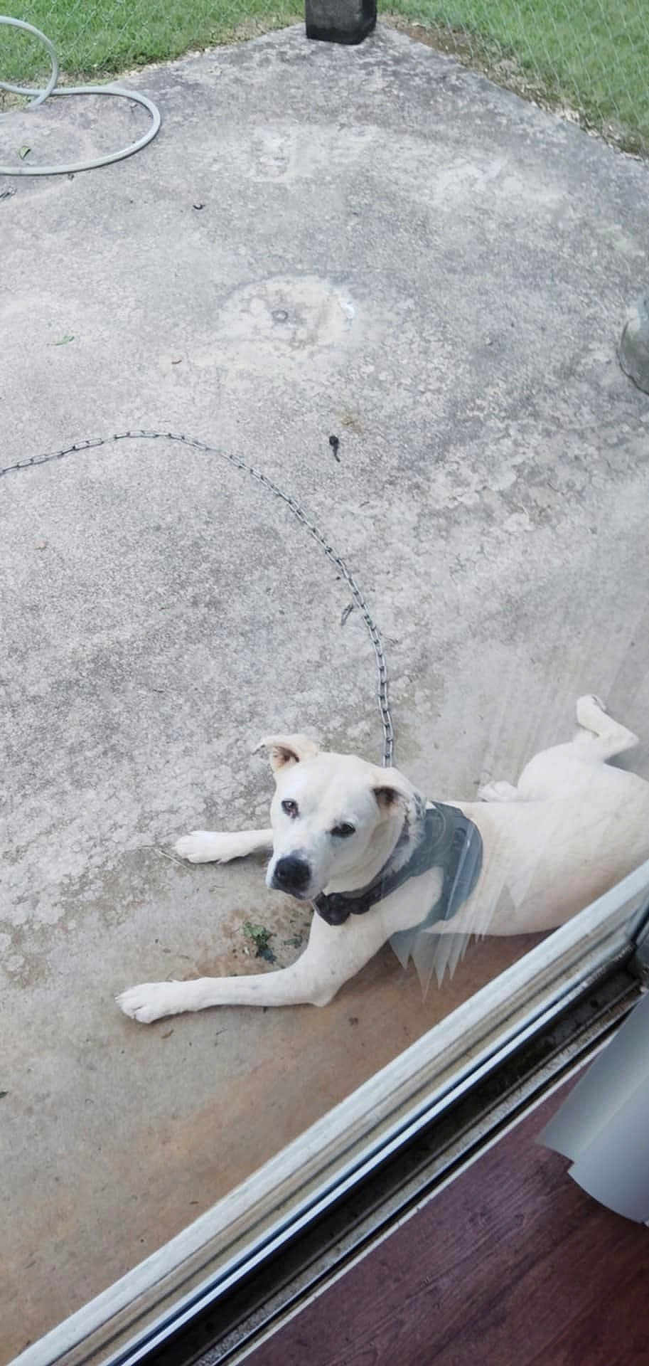 Ghost