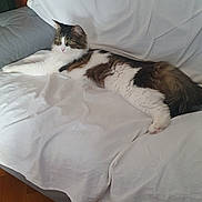 Fuku participe au concours pour gagner de l'argent avec cette photo : cat, fluffy_cat, couch, white_sheet, indoor, furniture, pet, relaxing, long_fur, tabby, animal, domestic_cat, wooden_floor, living_room, resting, cute, side_view, calm, whiskers, ears